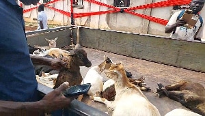 Berekum in turmoil as Queen Mother exiles goats