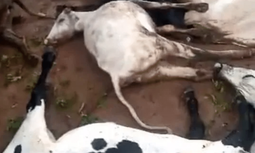 Sissala East: 21 cows dead after lightning struck