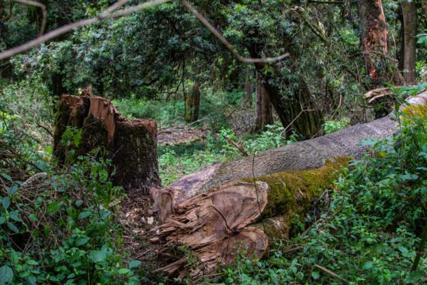 End of logging ban sees invasion of forests in Kenya