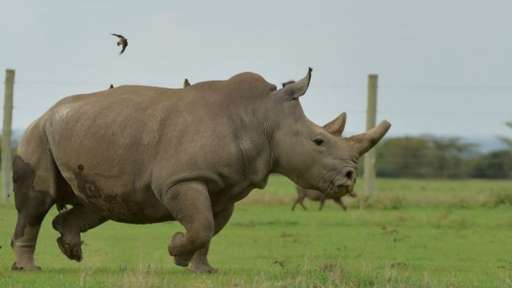 Saving northern white rhinos; new embryos made