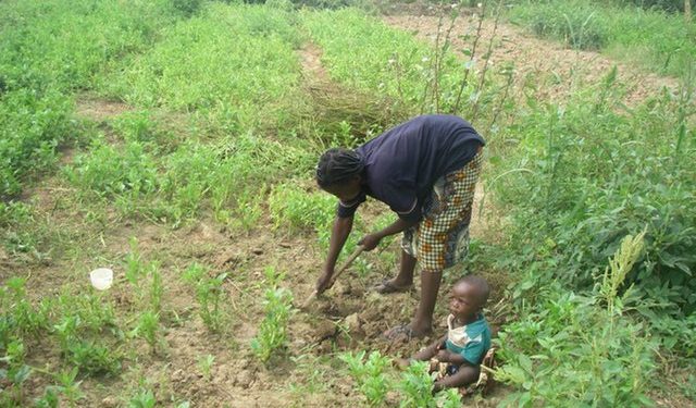 Agriculture ministry urged to supply early maturing seeds to Upper East farmers