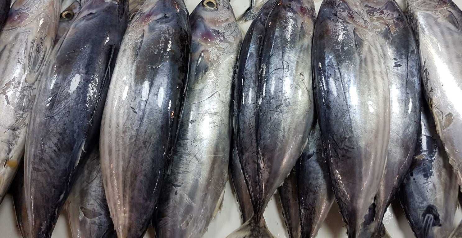 NAFAG urges government to capitalize on AfCFTA to expand Ghana’s tuna industry market
