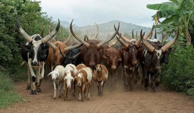 Ban on ruminants, others lifted in Upper East Region