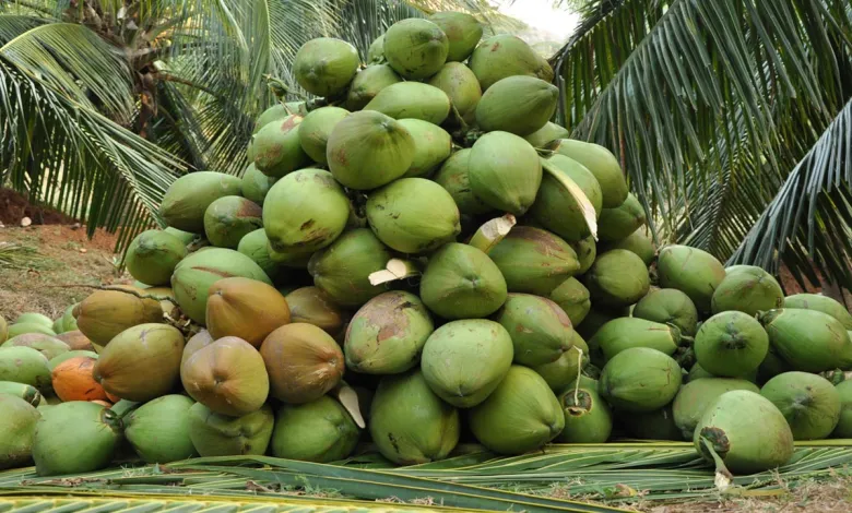 Govt secures $200m boost to expand coconut and Tree Crop Production for exports