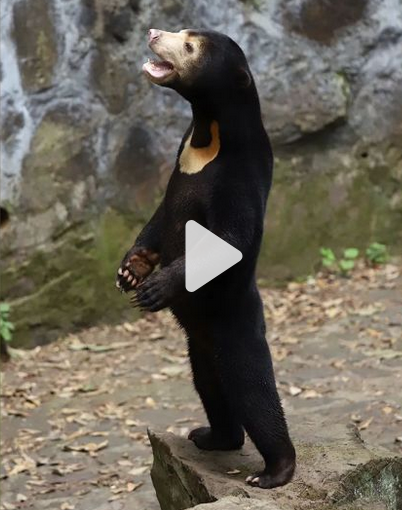 Chinese zoo disputes that its sun bears are dressed like people