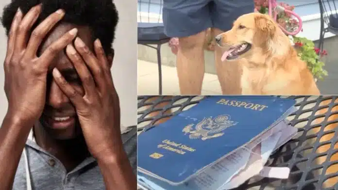 Dog chews man’s international passport days before his wedding