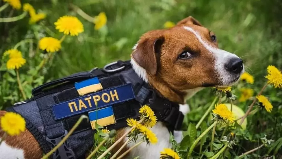 Ukrainians’ coping with war is helped by cat and dog influencers