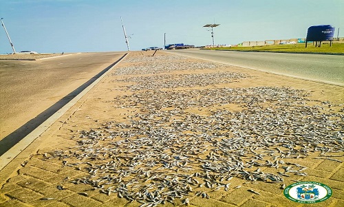 4 fishmongers grabbed for drying ‘Keta School Boys’ on public pavements near Korle lagoon