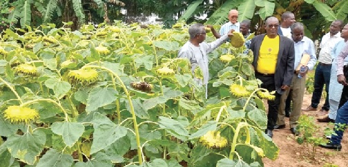 Project to minimize importation of sunflower oil launched