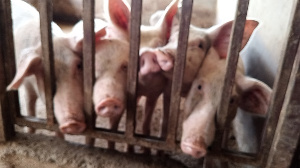 Pig farmer advices entrepreneurs to venture into piggery as a lucrative business
