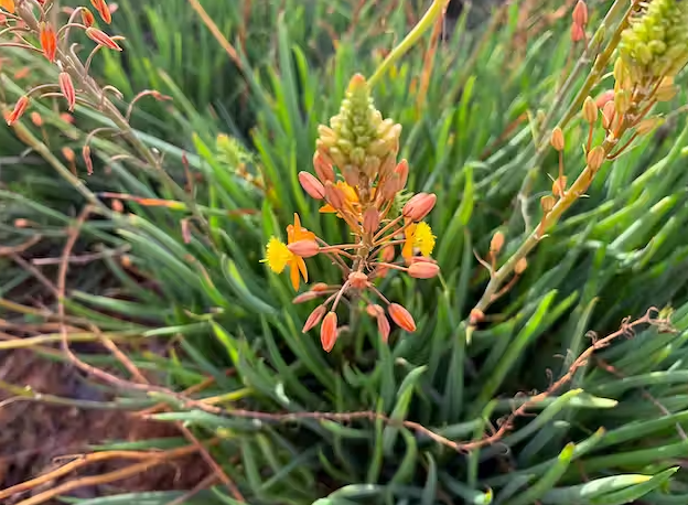 Plants that serve as natural contraceptives