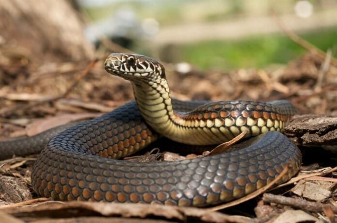 Farmers around White Volta river cautioned against reptiles
