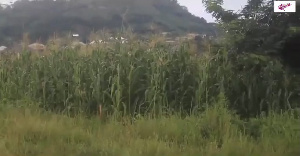 Nkawkaw Sports Stadium converted  into maize farm