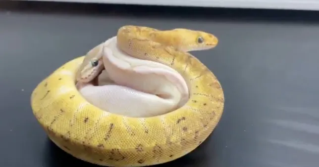 Man tries to smuggle 14 snakes through customs by stuffing them in his pockets
