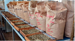 Kenya’s coffee exports reaches 14-year high due to increased yields