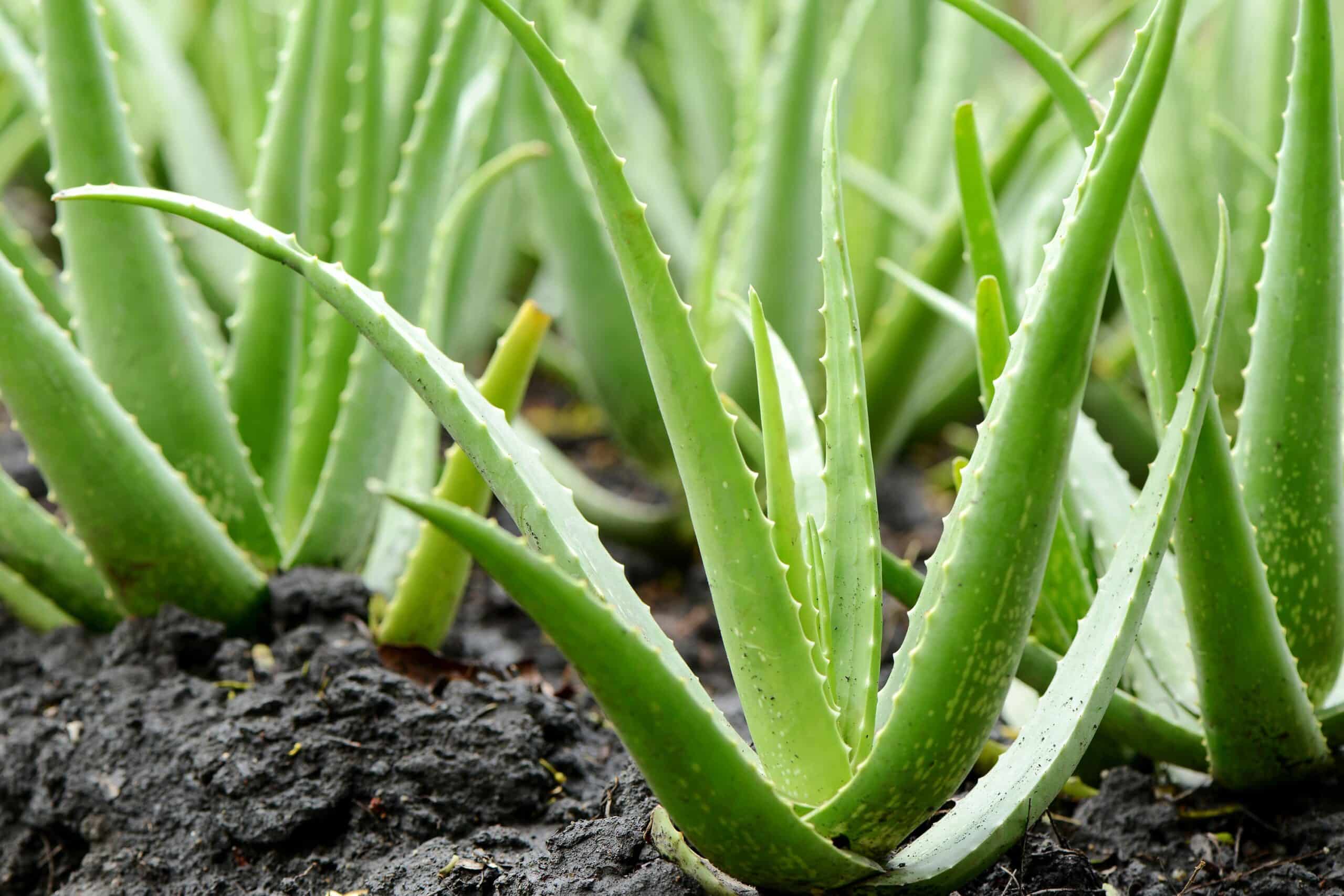 Health benefits of aloe vera