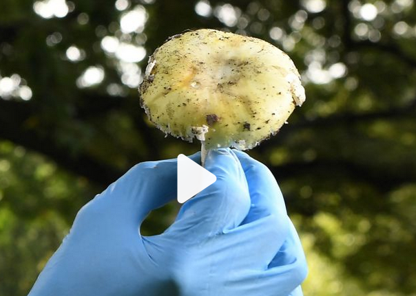 Woman claims she purchased poisonous mushrooms from grocery store and supermarket