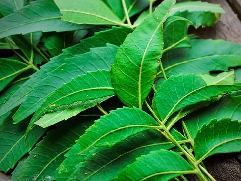 7 benefits of applying neem leaves to your skin