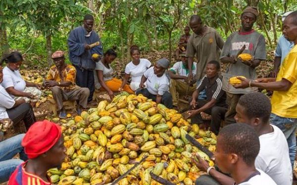 Govt is not paying us for the cocoa they buy from us; we are broke – Cocoa farmers cry out