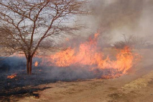 Ashanti, Eastern, 3 other regions identified as hot spots for bushfires in Ghana