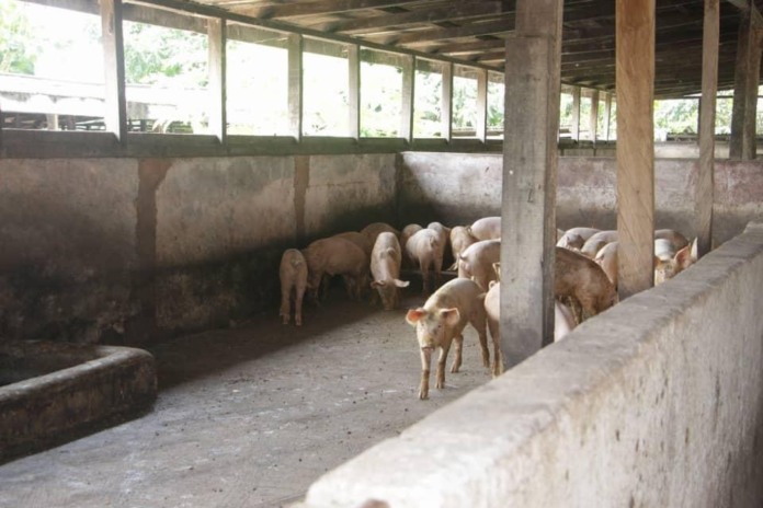 Kwahu: Over 600 pigs killed by swine flu