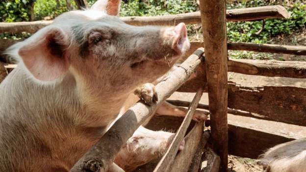HIV/AIDS medications used to fatten pigs, Ugandan MPs told