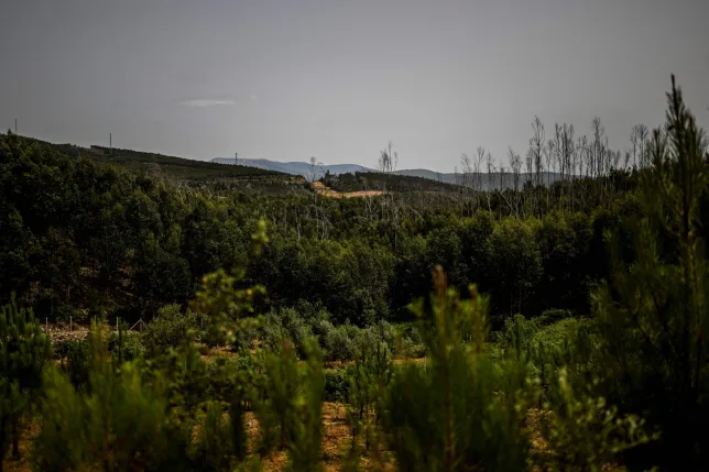 Brit man fatally stabbed whiles playing game in Portugal