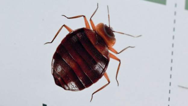 Algeria acts to stop spread of bedbugs from France