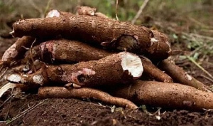 Cassava has much tendency to drive Ghana’s economy – MoFA