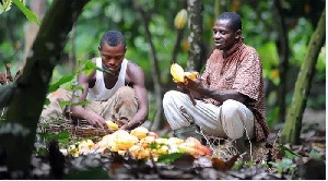 Govt to offer cocoa farmers 70% of the world market price – Agric Minister