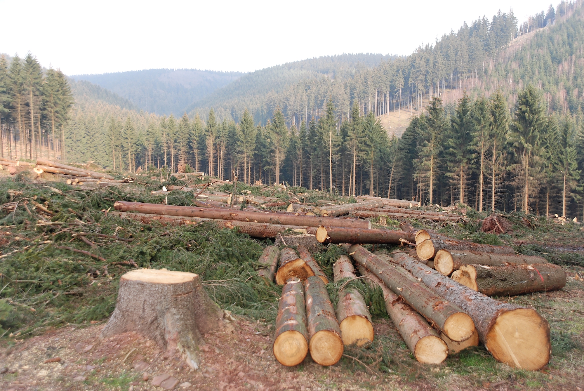 Environmental court in Kenya blocks removal of  prohibition on logging