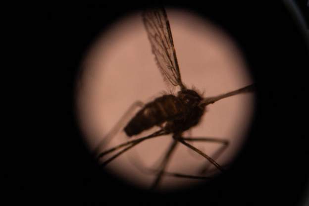 Burkina Faso declares outbreak of dengue fever