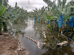 Dam spill floods 500 hectares of rice, 40 hectares of banana farms at Asutuare