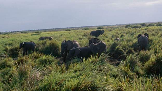 Escaped elephant killed at Virunga Park