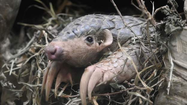 Nigeria burns pangolin scales worth $1.4 million