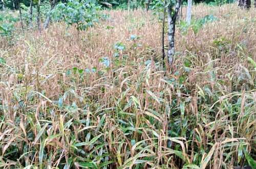 Ginger farmers in Kadjebi District lament losses due to disease affected crops