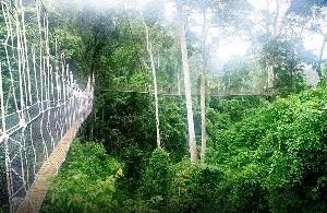 DDA requests a review of L.I. 2462 in order to discourage forest mining activities