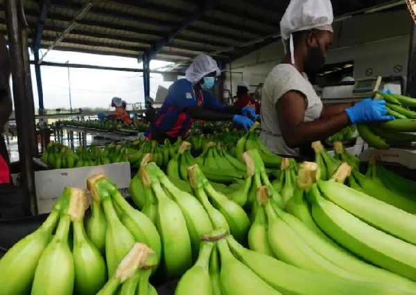 Exporters urged to demonstrate diligence, adhere to European market standards