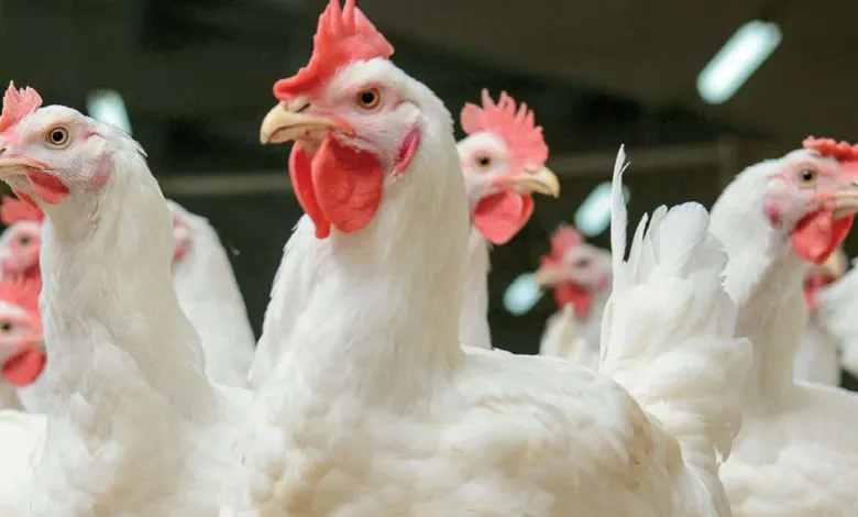 Ghana’s poultry industry under threat due to foreign influx – GAPFA