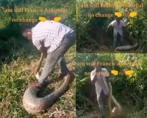 Farmer performs ‘CPR’ on gigantic python, bites its tail off