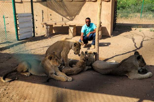 ‘Nerve-wracking’: Lions leave conflict area in Sudan