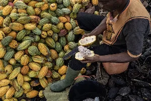 Ghana’s cocoa bean production projected to reach 492,000 metric tonnes; a significant 27% decline