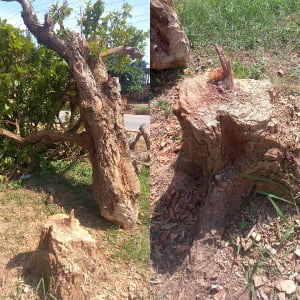 Two in police custody over felling of 300-year-old cola tree