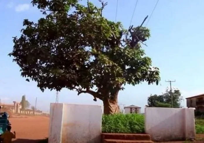 Komfo Anokye tree: Suspect still behind bars, fails to post GHC20K bail