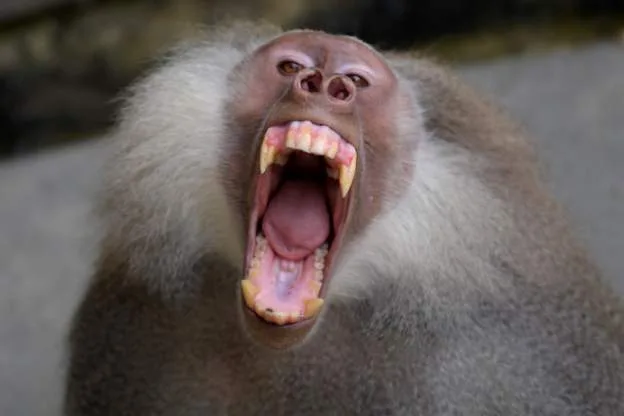 Zimbabwean mother pulls son out of baboon’s mouth