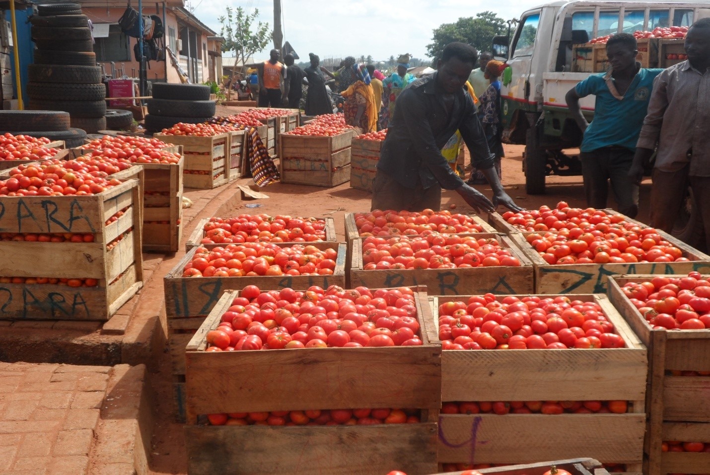 Kamgbunli farmers urge govt to establish tomato processing factory in Western Region