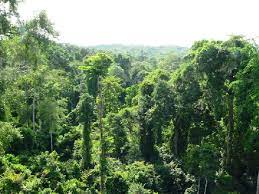 Large swath of Achimota Forest given out by govt to private developers – Bright Simons