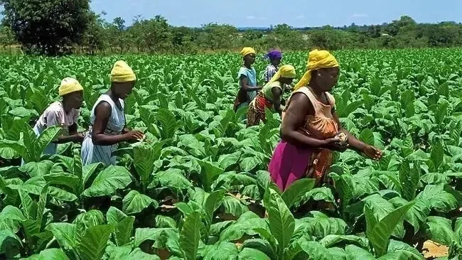 World Bank allocates $150m for West Africa Food System Resilience Programme Phase-2