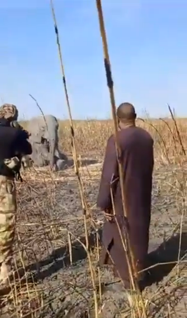 Footage of soldier gruesomely killing lost baby elephant surfaces