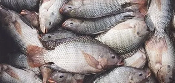 MP warns of potential fish price increase amidst premix challenges